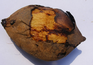 烤紅薯上火嗎？沒有烤箱怎么做烤紅薯