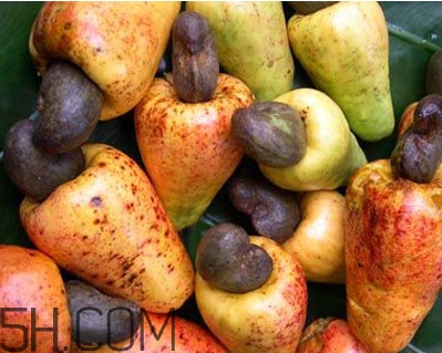 腰果為什么那么貴？腰果長在哪里