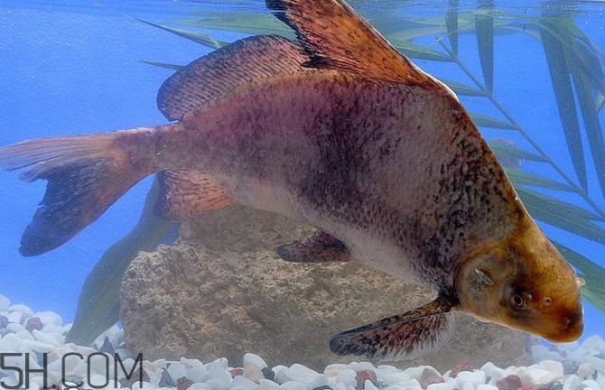 胭脂魚是什么魚？胭脂魚是保護動物嗎