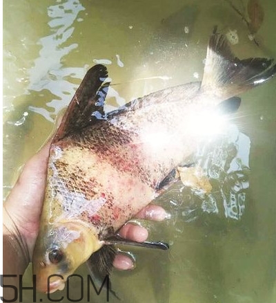 胭脂魚(yú)可以吃嗎？胭脂魚(yú)好養(yǎng)嗎