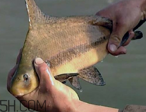 胭脂魚是冷水魚嗎？胭脂魚是熱帶魚嗎