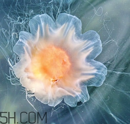 稚優(yōu)泉水母面膜要洗嗎？稚優(yōu)泉水母面膜敷多久？