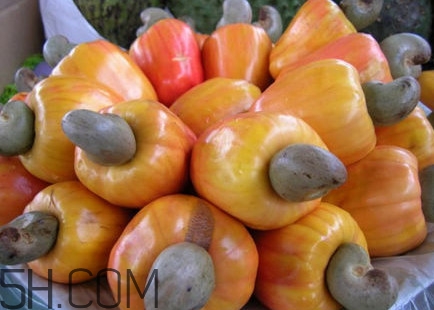 腰果是什么植物的果實(shí)？腰果果實(shí)能吃嗎