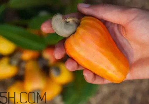 腰果梨好吃嗎？腰果梨怎么吃？