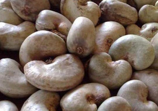 腰果有殼嗎？為什么沒有賣的腰果梨