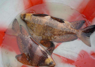 胭脂魚是冷水魚嗎？胭脂魚是熱帶魚嗎