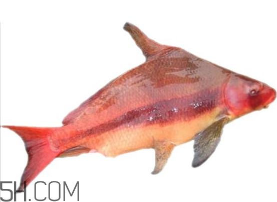 胭脂魚是什么魚？胭脂魚是保護動物嗎