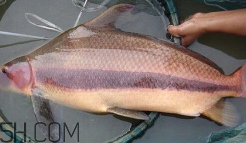胭脂魚(yú)可以吃嗎？胭脂魚(yú)好養(yǎng)嗎