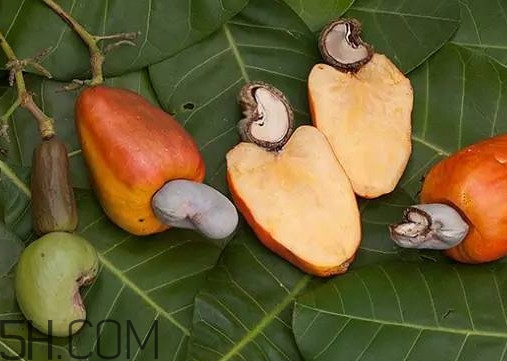 腰果有殼嗎？為什么沒有賣的腰果梨