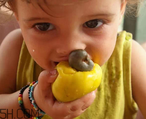 腰果是什么植物的果實(shí)？腰果果實(shí)能吃嗎