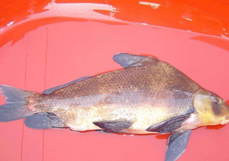 胭脂魚多少錢一斤？胭脂魚怎么做好吃