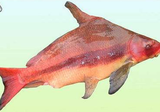 胭脂魚是什么魚？胭脂魚是保護(hù)動物嗎