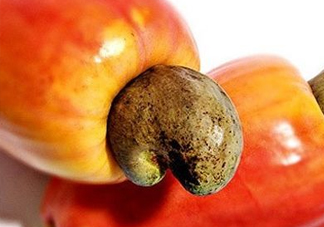 腰果梨好吃嗎？腰果梨怎么吃？