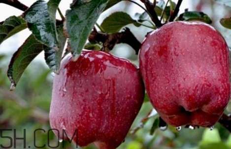 如何鑒別花牛蘋果？為什么叫花牛蘋果