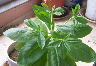 土人參有毒嗎？土人參葉子可以吃嗎？