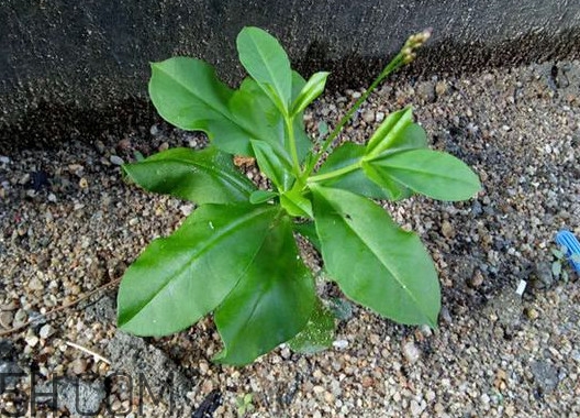 土人參是什么？人參和土人參的區(qū)別