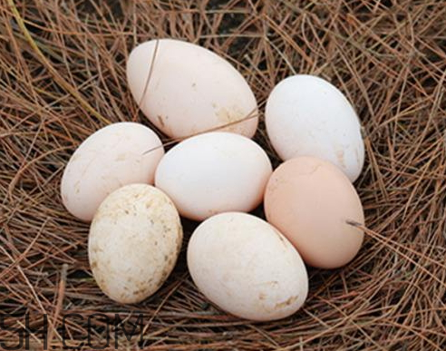 土雞蛋可以放多久 土雞蛋可以放冰箱嗎 土雞蛋可以放多久 土雞蛋可以放冰箱嗎