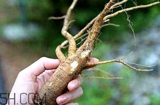 土人參是什么？人參和土人參的區(qū)別