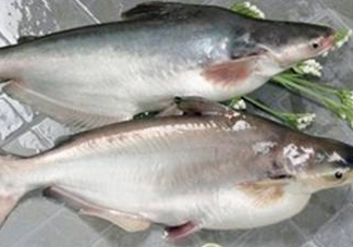 巴沙魚(yú)可以生吃嗎？巴沙魚(yú)的功效與作用