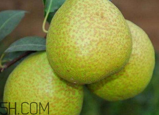 為什么萊陽梨好吃？萊陽梨的功效與作用