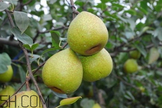 萊陽梨怎么催熟？萊陽梨汁多少錢一箱