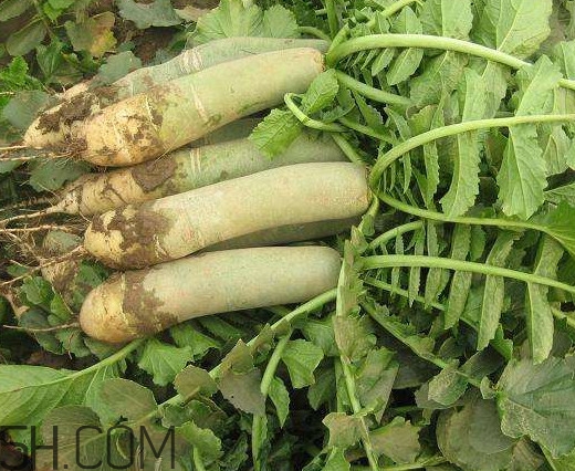 青蘿卜是轉(zhuǎn)基因嗎？如何辨別濰縣蘿卜真假