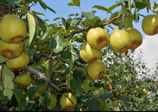 萊陽梨怎么催熟？萊陽梨汁多少錢一箱