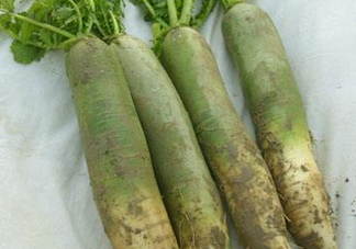 為什么說煙臺(tái)蘋果萊陽梨不如濰坊蘿卜皮？