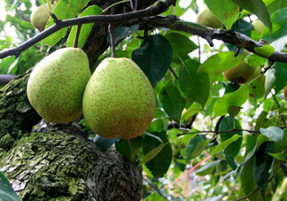 萊陽梨哪個地方的最正宗？萊陽梨和碭山梨哪個好