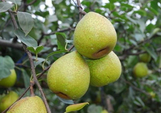 萊陽梨怎么催熟？萊陽梨汁多少錢一箱