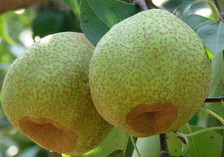 為什么萊陽梨好吃？萊陽梨的功效與作用