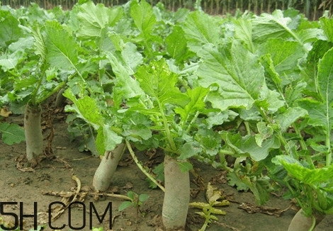 為什么說煙臺蘋果萊陽梨不如濰坊蘿卜皮？