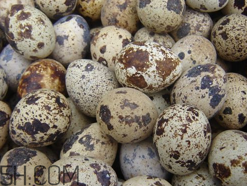 鵪鶉蛋為什么有斑點(diǎn) 鵪鶉蛋上的斑點(diǎn)能吃嗎 鵪鶉蛋為什么有斑點(diǎn) 鵪鶉蛋上的斑點(diǎn)能吃嗎