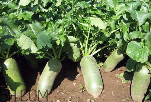 沙窩蘿卜是沙子里的蘿卜嗎？沙窩蘿卜產(chǎn)地是哪兒