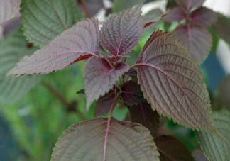 紫蘇的功效和作用是什么？紫蘇可以和雞蛋就一起吃嗎？