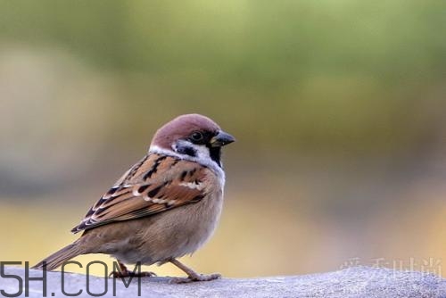 藥酒有哪些分類？制作藥酒的配方有哪些？