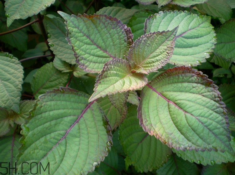 紫蘇的功效和作用是什么？紫蘇可以和雞蛋就一起吃嗎？