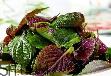 紫蘇的功效和作用是什么？紫蘇可以和雞蛋就一起吃嗎？