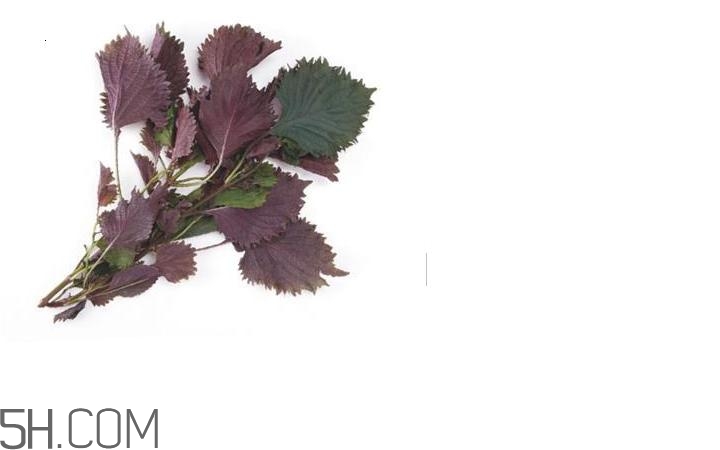 紫蘇的功效和作用是什么？紫蘇可以和雞蛋就一起吃嗎？