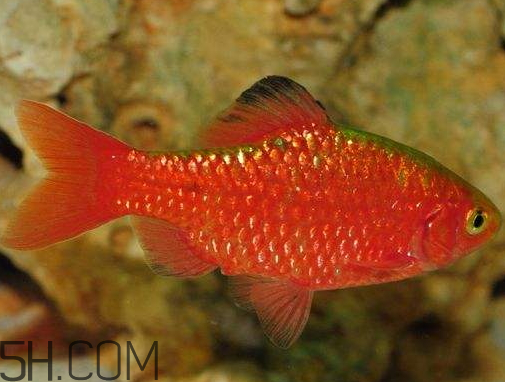 鯽魚發(fā)紅是什么原因 鯽魚發(fā)紅能不能吃 鯽魚發(fā)紅是什么原因 鯽魚發(fā)紅能不能吃