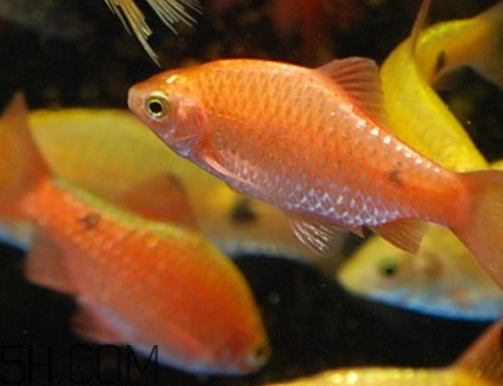 鯽魚發(fā)紅是什么原因 鯽魚發(fā)紅能不能吃 鯽魚發(fā)紅是什么原因 鯽魚發(fā)紅能不能吃