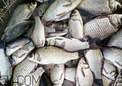 鯽魚臭了還能吃嗎 鯽魚有點臭了還能吃嗎 鯽魚臭了還能吃嗎 鯽魚有點臭了還能吃嗎