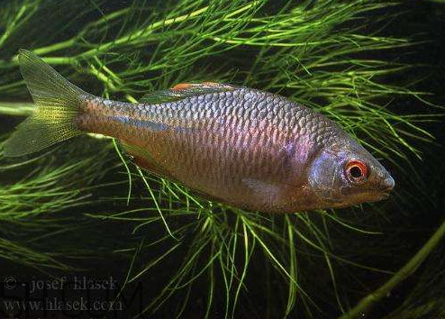 鯽魚(yú)眼睛紅了還能吃嗎 鯽魚(yú)眼睛紅了怎么回事 鯽魚(yú)眼睛紅了還能吃嗎 鯽魚(yú)眼睛紅了怎么回事