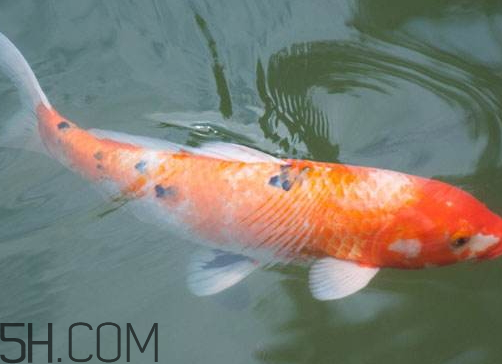 鯉魚苦膽破了還能吃嗎 鯉魚苦膽破了怎么辦 鯉魚苦膽破了還能吃嗎 鯉魚苦膽破了怎么辦