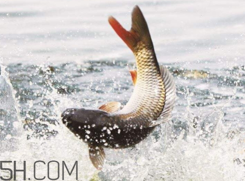 鯉魚苦膽破了還能吃嗎 鯉魚苦膽破了怎么辦 鯉魚苦膽破了還能吃嗎 鯉魚苦膽破了怎么辦