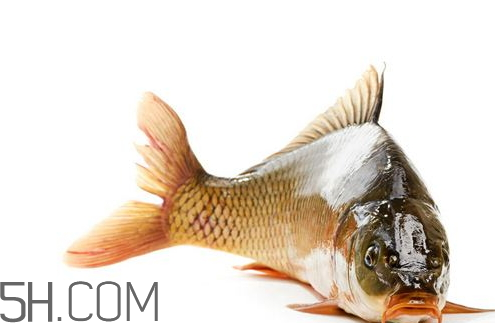 鯉魚苦膽破了還能吃嗎 鯉魚苦膽破了怎么辦 鯉魚苦膽破了還能吃嗎 鯉魚苦膽破了怎么辦