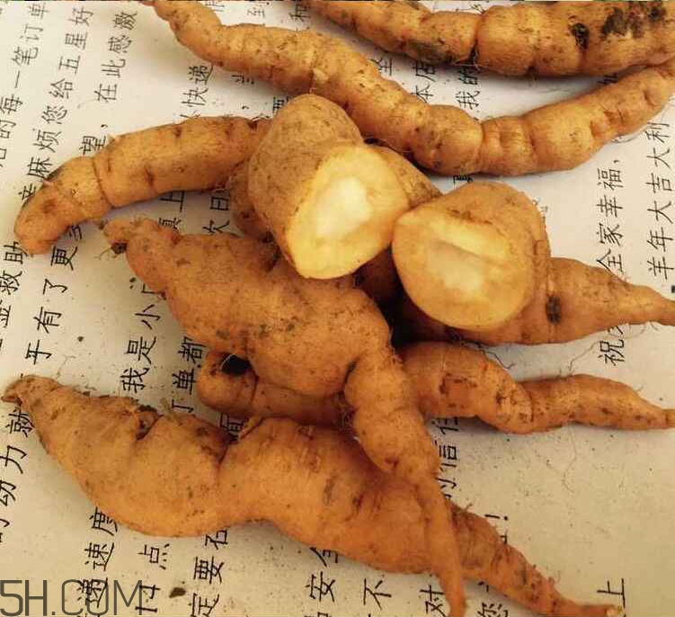 鮮地黃是什么？鮮地黃有什么功效？