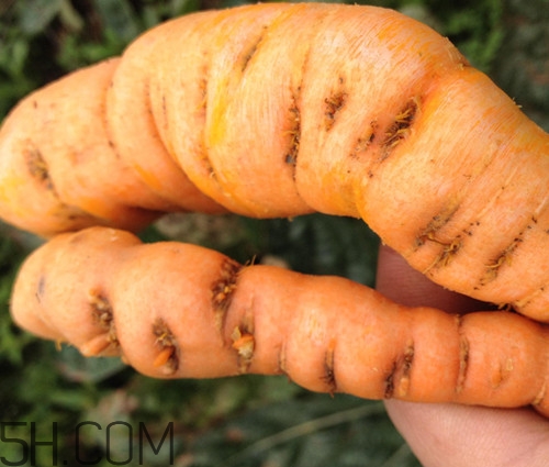 鮮地黃為什么要冷凍？鮮地黃有沒有什么副作用？