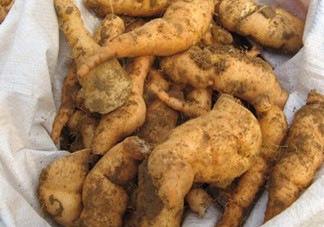 鮮地黃為什么要冷凍？鮮地黃有沒有什么副作用？