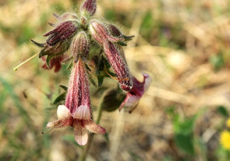 鮮地黃價(jià)格怎么樣？哪些人不能吃鮮地黃？